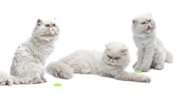 Drie witte Perzische katten — Stockfoto