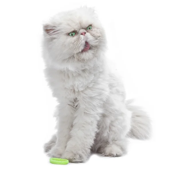 White Persian cat — Stock Photo, Image