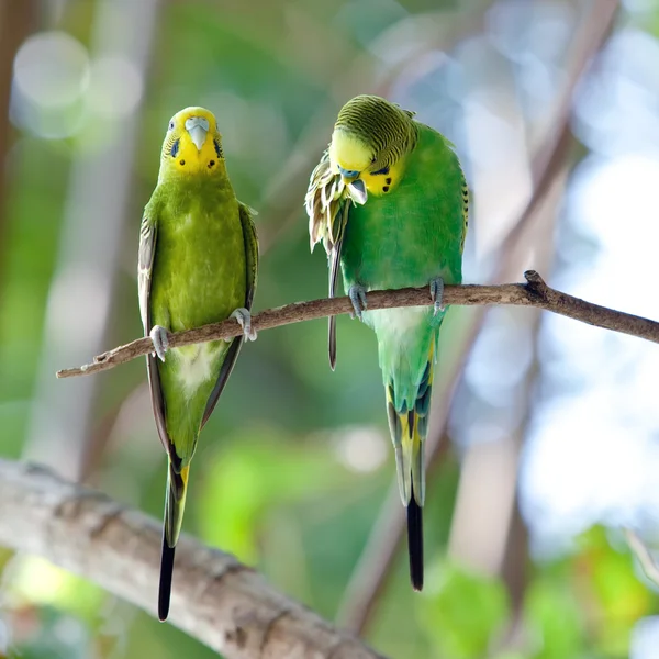 Budgerigars on branch — Stock Photo, Image