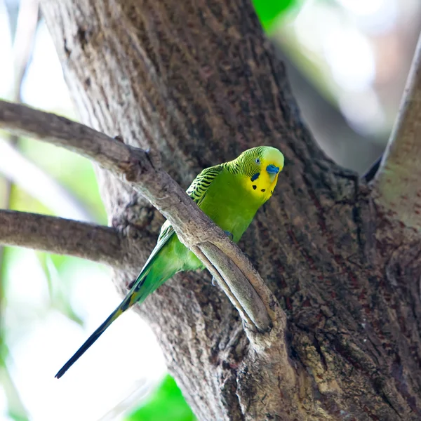 Budgerigars, κέλυφος parakeet σε κλάδο — Φωτογραφία Αρχείου