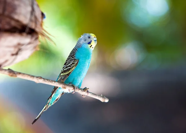 Гнездо не в фокусе и раковина попугая на ветке — стоковое фото