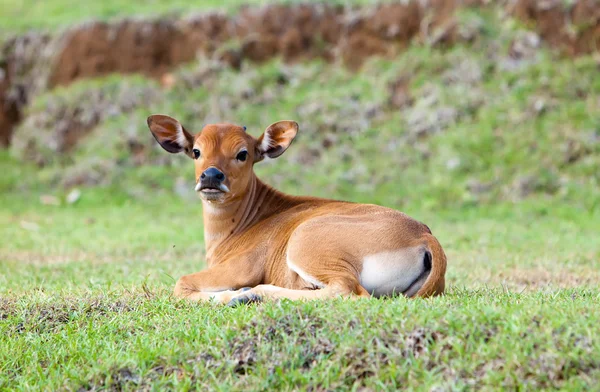 Calf on a solar meadow — Stock Photo, Image