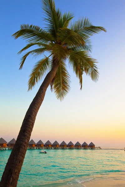 Palmeira sobre o oceano à luz do pôr-do-sol — Fotografia de Stock