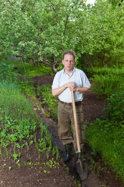 Homem desenterra uma cama de jardim com os primeiros brotos em uma casa de campo de verão — Fotografia de Stock