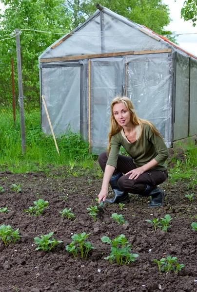 De jonge vrouw Bank een tuin-bed met de eerste spruiten van aardappel op een su — Stockfoto