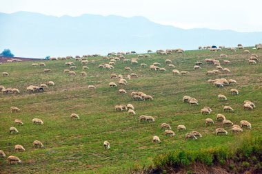 koyun yolda bir tepe üzerine sıyrılmak