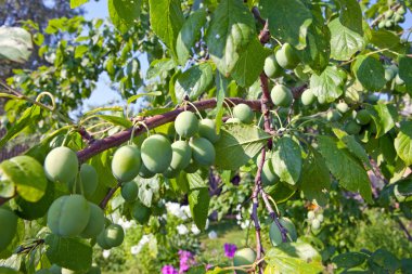 Green unripe plums on a branch clipart