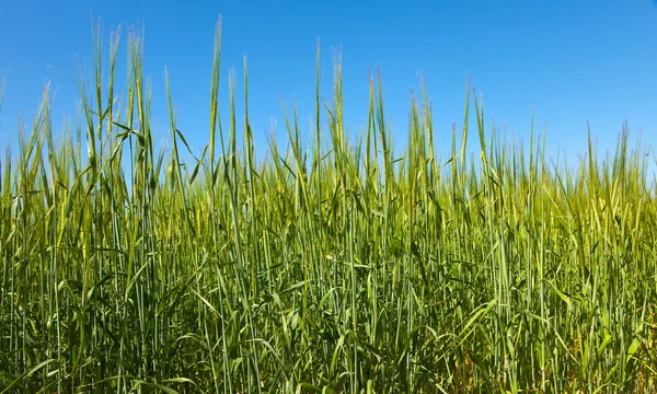 Campo de trigo bajo el cielo azul —  Fotos de Stock