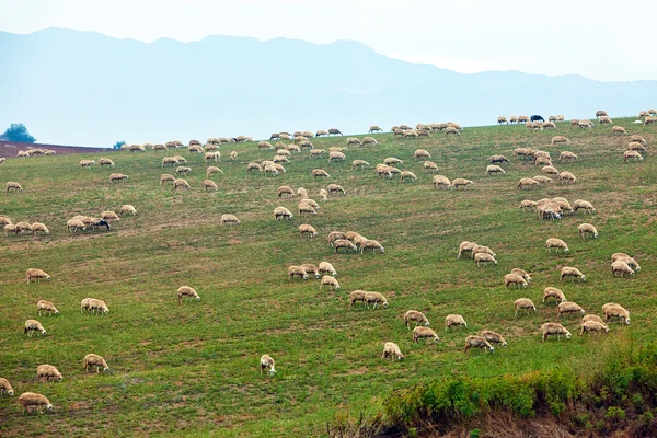 Πρόβατα είναι βοσκή σε ένα λόφο δρόμο — Φωτογραφία Αρχείου