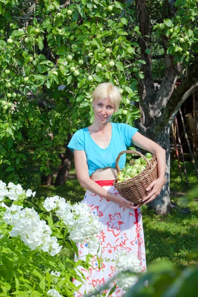 Die junge attraktive Frau mit einem Korb voller Äpfel im Garten. — Stockfoto