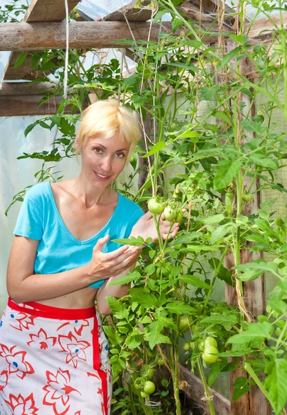 La mujer joven atractiva en el invernadero se alegra a la cosecha futura de tom —  Fotos de Stock