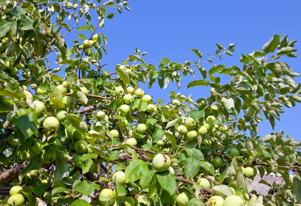 De onrijpe appels op appelboom takken — Stockfoto