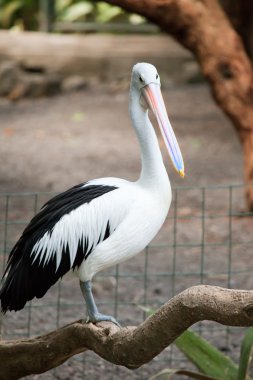 güneşli bir günde Pelican yakın çekim