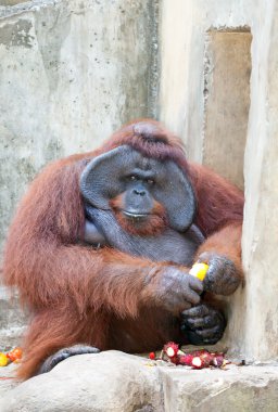 büyük orangutan turuncu yiyecek