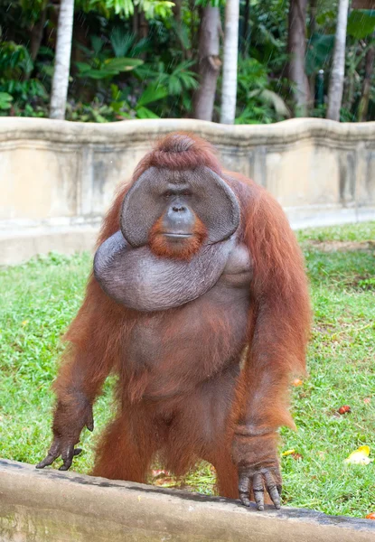 Stora orangutang — Stockfoto