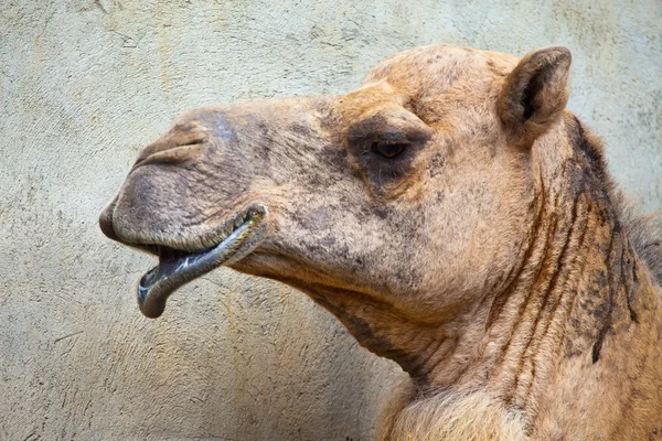 Camel head — Stock Photo, Image