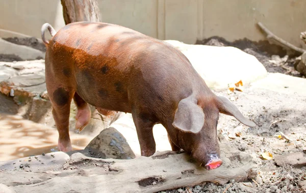 Het grote goedaardige varken ligt in een plas — Stockfoto