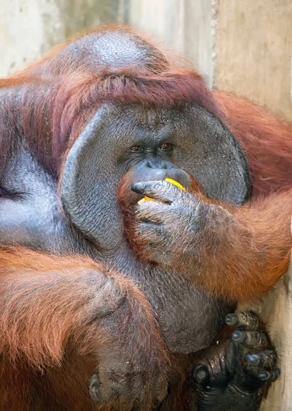 Big orangutan eats orange — Stock Photo, Image