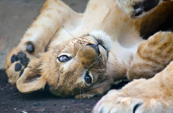Kleiner junger Löwe — Stockfoto