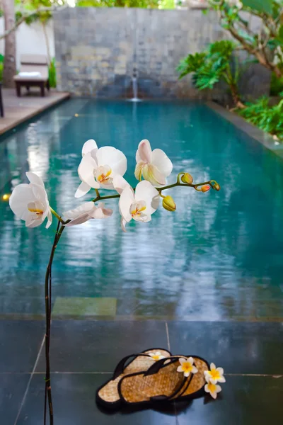 Rama de orquídea floreciente y zapatillas (fuera de foco) antes de la piscina —  Fotos de Stock