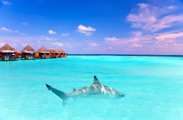 海洋、 水上别墅和一条鲨鱼在海洋中的岛屿 — 图库照片