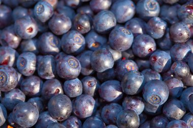 bilberry meyveler