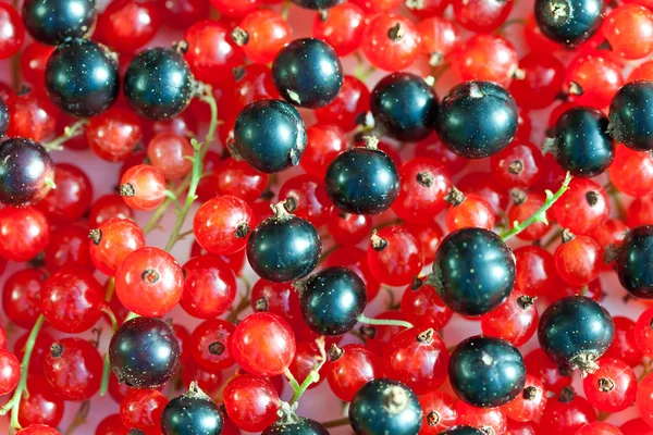 Ribes rosso e nero — Foto Stock