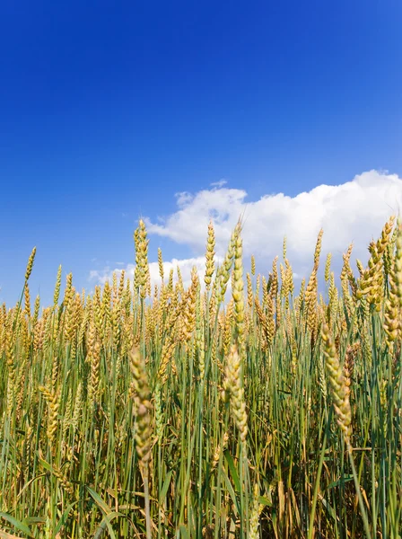 Pole pšenice pod azurovou oblohou — Stock fotografie