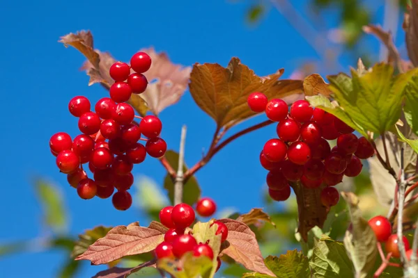 Branch of a ripe guelder-rose — Stock Photo, Image