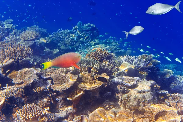 Tropische vissen tegen koralen — Stockfoto