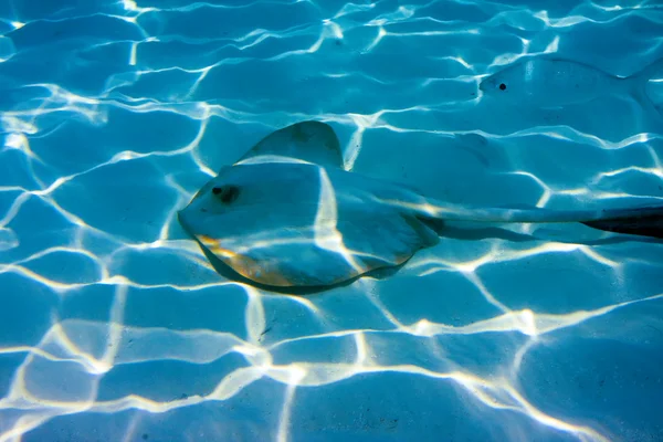 stock image Guitarfish under water lies merging with a sandy bottom