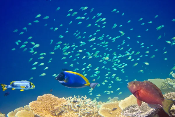 Ryby v korálech. Maledivy — Stock fotografie