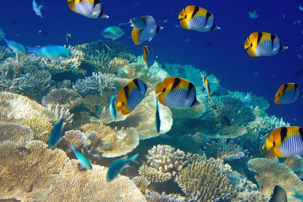 Indischer Ozean. Unterwasserwelt. — Stockfoto