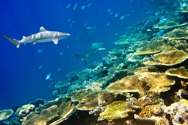 Sharks over a coral reef at ocean — Stock Photo, Image