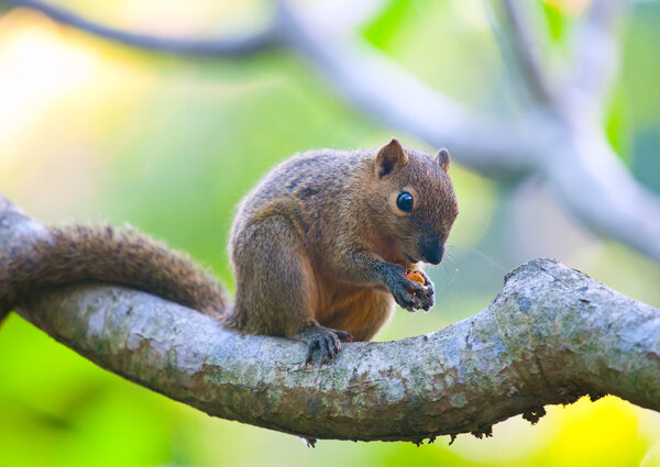 The tropical squirrel on a branch of a tree with a nut