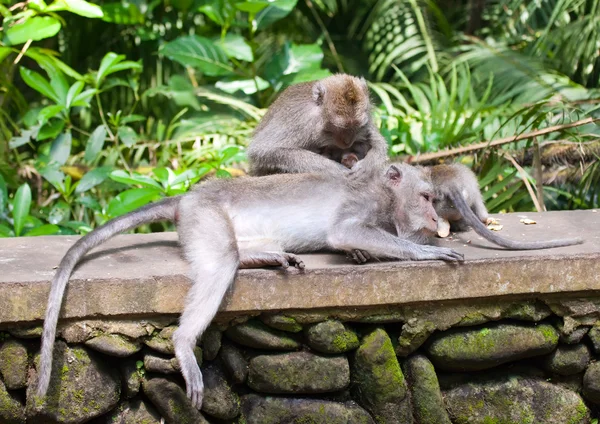 Длиннохвостые макаки (Macaca fascicularis) в Священном обезьяньем лесу в Убуде — стоковое фото