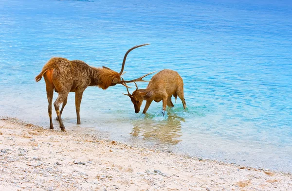 stock image Two deer butt horns at ocean