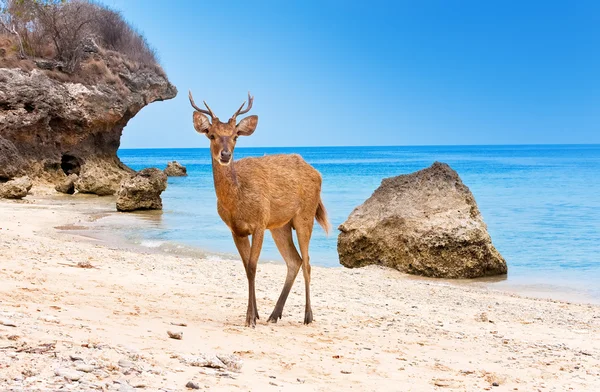 Cervo sulla sabbia — Foto Stock