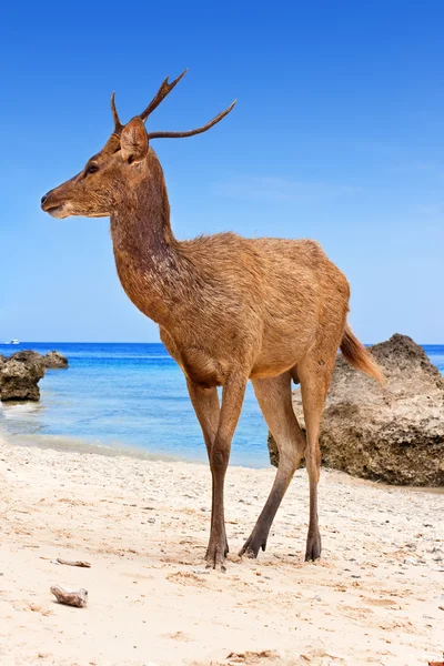Veado em pé em uma praia de areia perto do litoral — Fotografia de Stock
