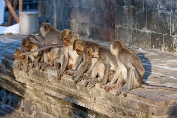 Bali, Indonésia. Macacos no templo . — Fotografia de Stock