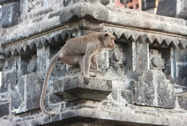 Bali, Indonesië. aap in tempel. — Stockfoto