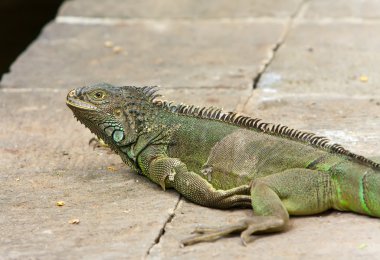 büyük iguana