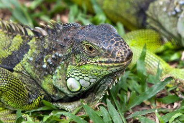 büyük iguana