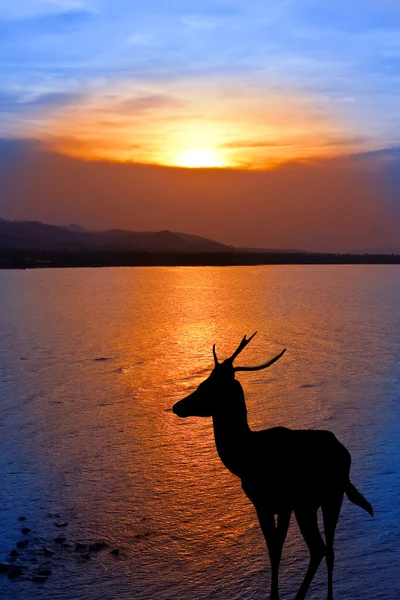 Silhouette eines Hirsches im Meer, bei Sonnenuntergang — Stockfoto