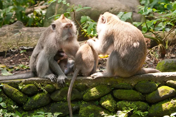 Длиннохвостые макаки (Macaca fascicularis) в Священном обезьяньем лесу в Убуде — стоковое фото