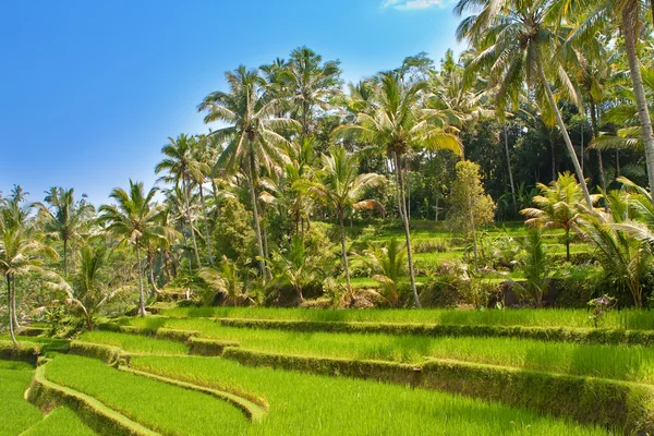 Vista sulle terrazze di riso, Bali, Indonesia — Foto Stock