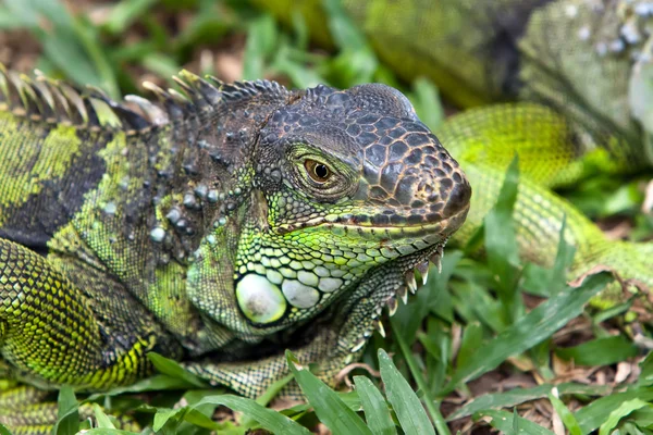 Büyük iguana — Stok fotoğraf