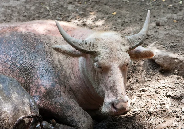 Buffels ontspannen in Plas — Stockfoto
