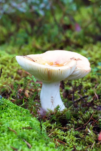 Cogumelo um russula — Fotografia de Stock