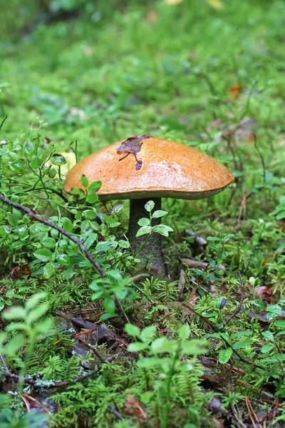 Cogumelo de álamo — Fotografia de Stock